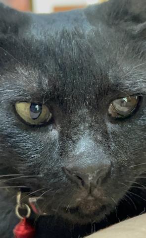 Foto de Kira